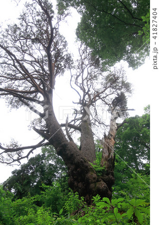 日本一の松 41827404