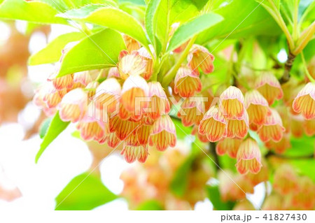 サラサドウダンツツジ 41827430