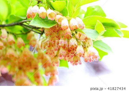 サラサドウダンツツジ 41827434