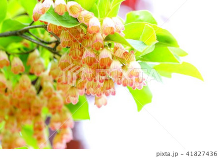 サラサドウダンツツジ 41827436