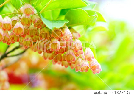 サラサドウダンツツジ 41827437