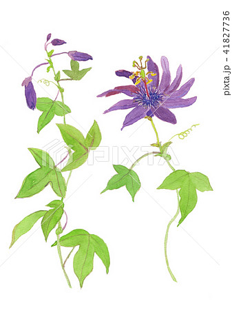 トケイソウ Passiflora violacea トケイソウ Passiflora violacea 41827736
