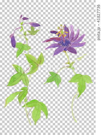 トケイソウ Passiflora violacea トケイソウ Passiflora violacea 41827736