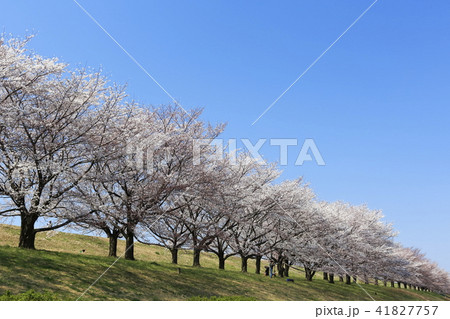 さくら並木 青空 さくら並木 青空 41827757
