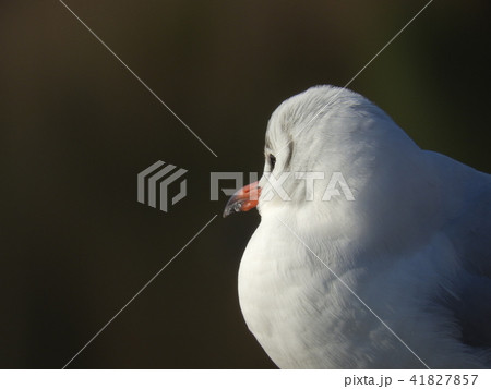 水鳥ユリカモメ ( 2017年1月 愛知県名古屋市 ) 水鳥ユリカモメ ( 2017年1月 愛知県名古屋市 ) 41827857