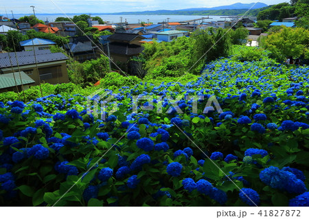 秋田県男鹿市 雲昌寺の紫陽花の写真素材