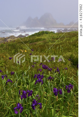 種差海岸　ノハナショウブ 41827982