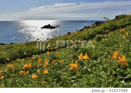 種差海岸　ニッコウキスゲ 41827998