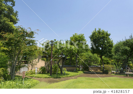 等々力渓谷　日本庭園　書院 41828157