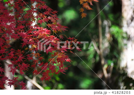 室生寺 室生寺 41828203