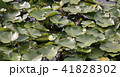 太宰府政庁後の睡蓮の花 41828302
