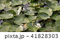 太宰府政庁後の睡蓮の花 41828303
