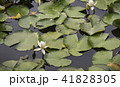 太宰府政庁後の睡蓮の花 41828305