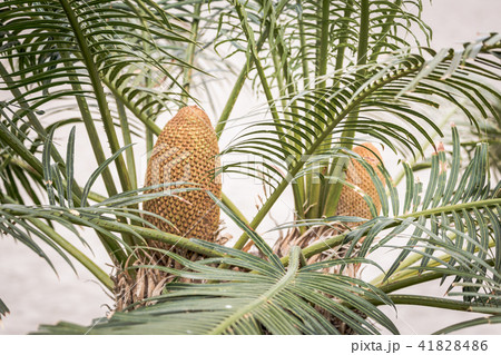 Sago Palm (Cycas revoluta) with male cone. 41828486