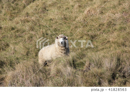 テ・マタ・ピークのひつじ ニュージーランド テ・マタ・ピークのひつじ ニュージーランド 41828563
