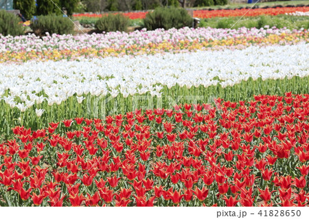 チューリップ　花畑 41828650