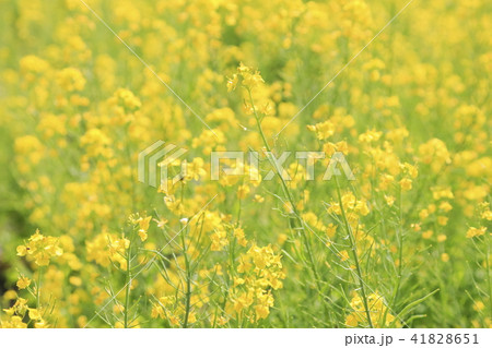 菜の花畑 菜の花畑 41828651