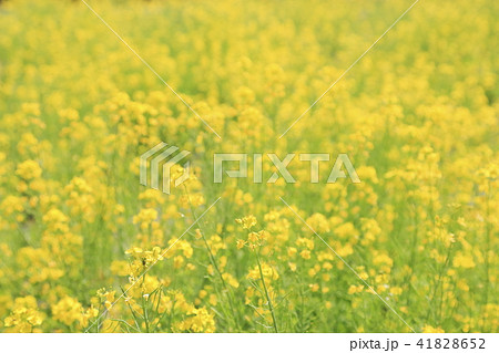 菜の花畑 菜の花畑 41828652