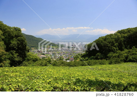 愛宕山より甲府盆地 愛宕山より甲府盆地 41828760