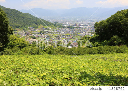愛宕山より甲府盆地 愛宕山より甲府盆地 41828762