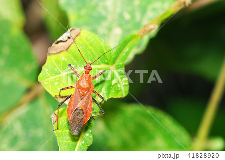 アカサシガメ アカサシガメ 41828920