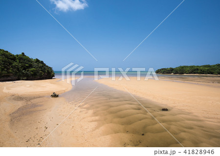 ヒルギ群落からの景色 41828946