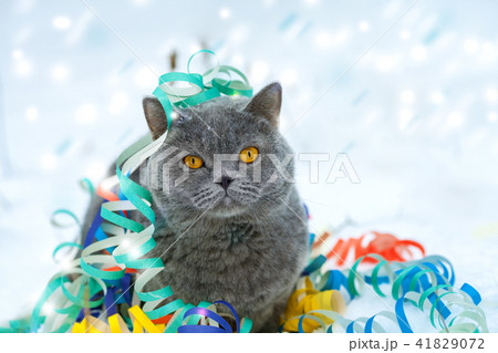 Cat entangled in colorful streamer Cat entangled in colorful streamer 41829072