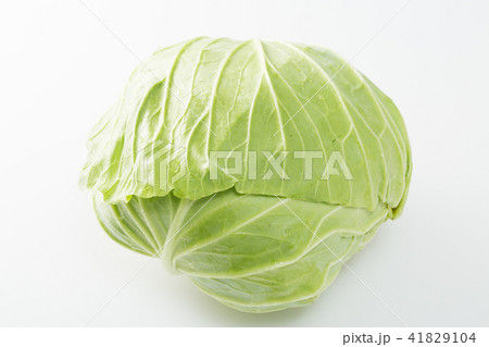 キャベツ キャベツ 41829104