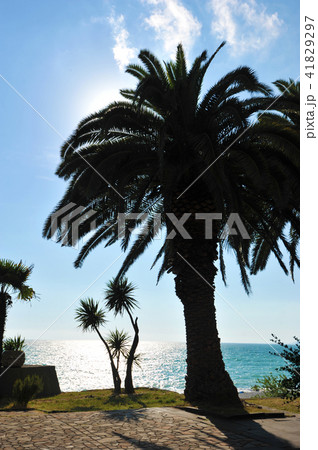 palm tree on the black sea coast 41829297