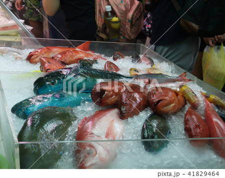 沖縄　魚 41829464