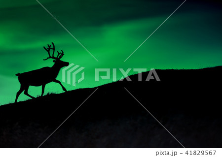 Silhouette of a deer against a Borealis shining Silhouette of a deer against a Borealis shining 41829567