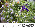 イソトマ 41829652