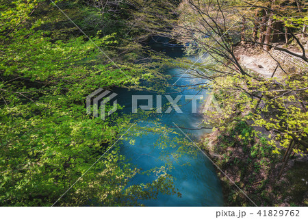 新緑の渓流 41829762