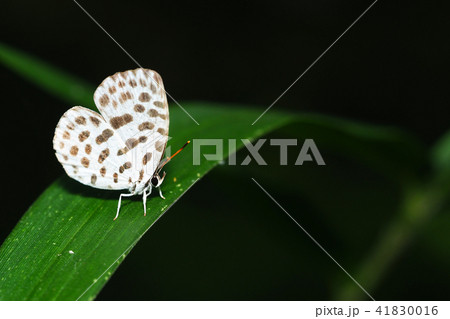 ゴイシシジミ 41830016