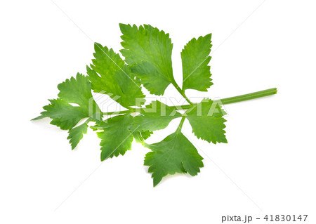 Celery isolated on white background Celery isolated on white background 41830147