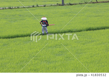水稲、追肥の散布 41830532