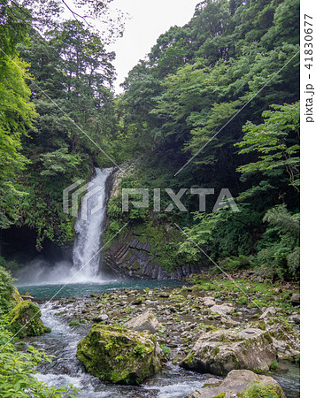 【伊豆半島ジオパーク】浄蓮の滝【夏】 41830677