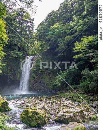 【伊豆半島ジオパーク】浄蓮の滝【夏】 41830679