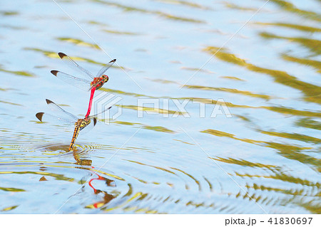 コノシメトンボ（産卵） 41830697