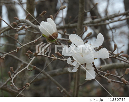 シデコブシの花 ( 2017年春4月 岐阜県中津川市 ) 41830755