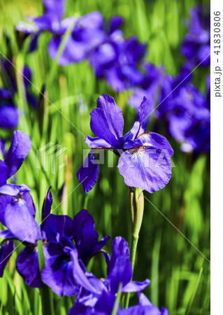 鹿央里やま 古代の森公園 鹿央里やま 古代の森公園 41830806