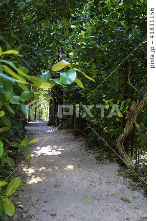 備瀬のフクギ並木道 備瀬のフクギ並木道 41831156