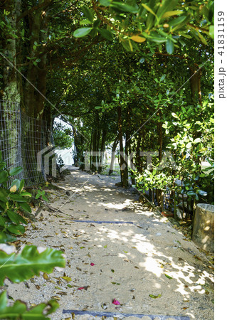 備瀬のフクギ並木道 備瀬のフクギ並木道 41831159