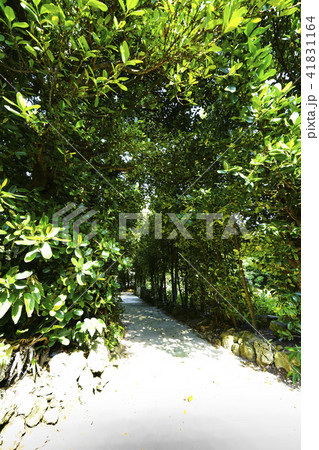 備瀬のフクギ並木道 41831164