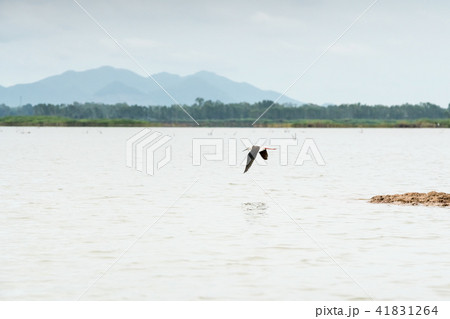An Asian openbill and silver heron 41831264
