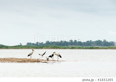 An Asian openbill and Black winged stilt An Asian openbill and Black winged stilt 41831265