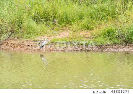An Asian openbill 41831272