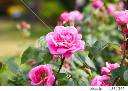 濃いピンクが美しいバラ 41831565