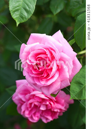 濃いピンクが美しいバラ 41831568