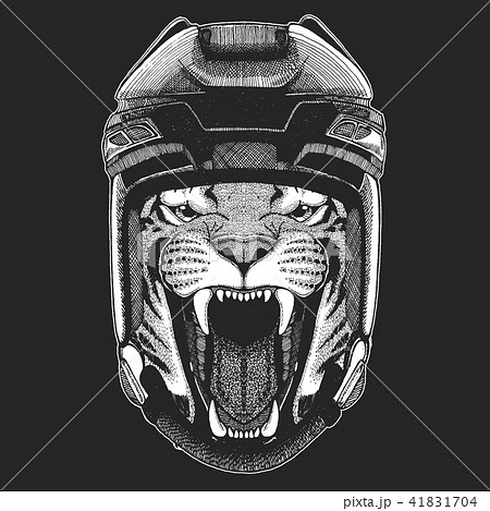 Wild tiger Wild animal wearing hockey helmet. Print for t-shirt design. 41831704
